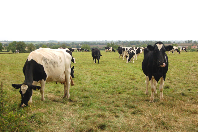 File:Cattle grazing at Firs Farm (2) - geograph.org.uk - 1493473.jpg