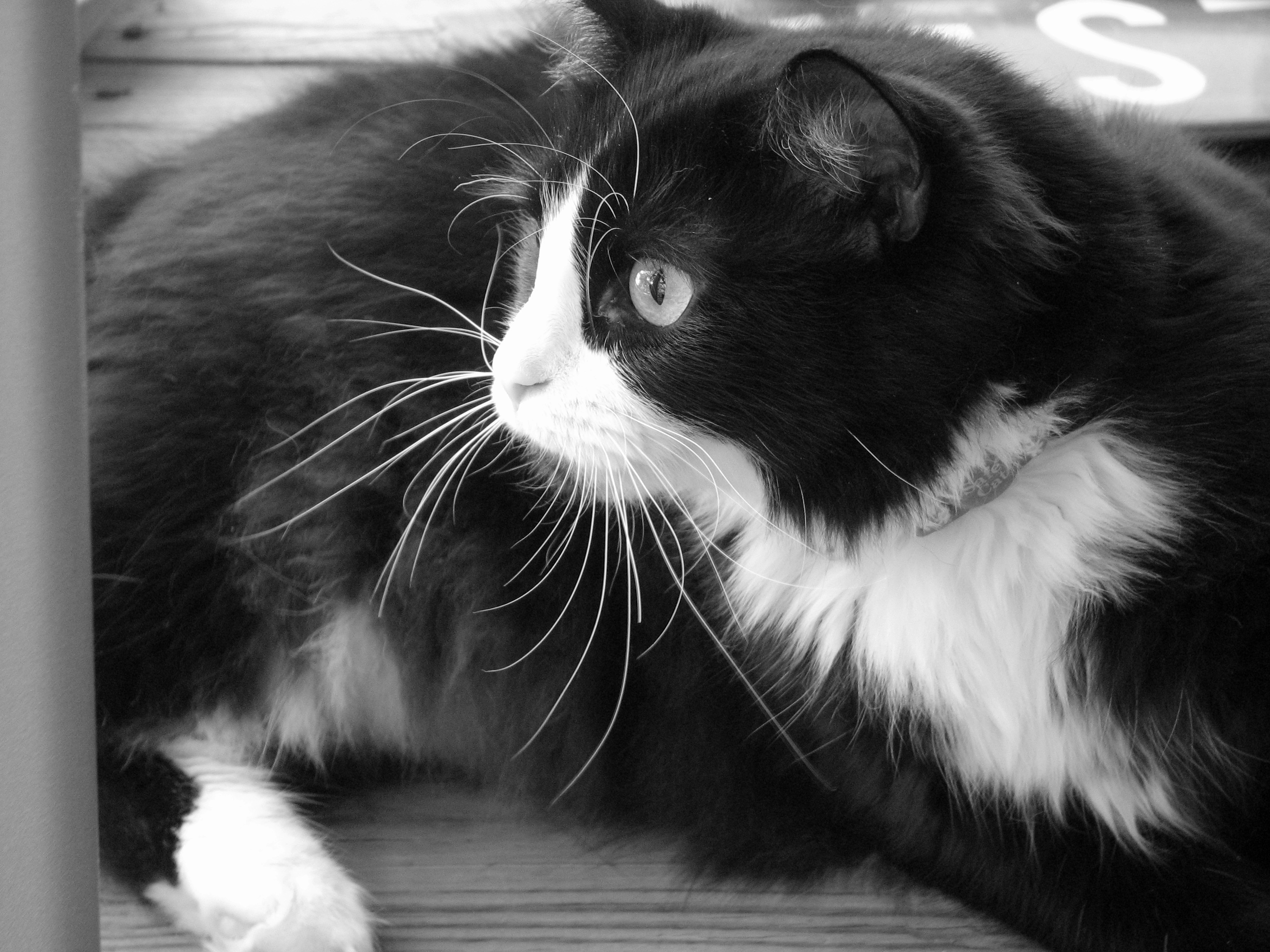 Черно белые котики. Норвежская Лесная кошка черно-белая. Норвежская Лесная черно-белый биколор. Сибирская кошка биколор черно белый. Норвежский Лесной кот черно белый.
