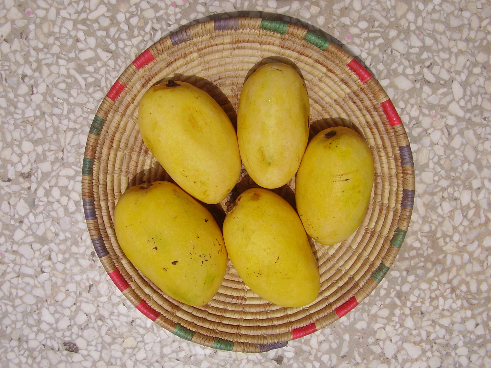 Mangifera indica - Wikipedia