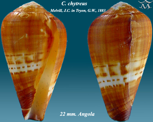 File:Conus chytreus 4.jpg