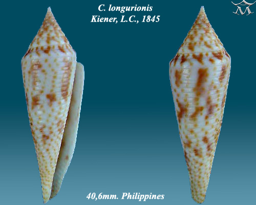 File:Conus longurionis 1.jpg