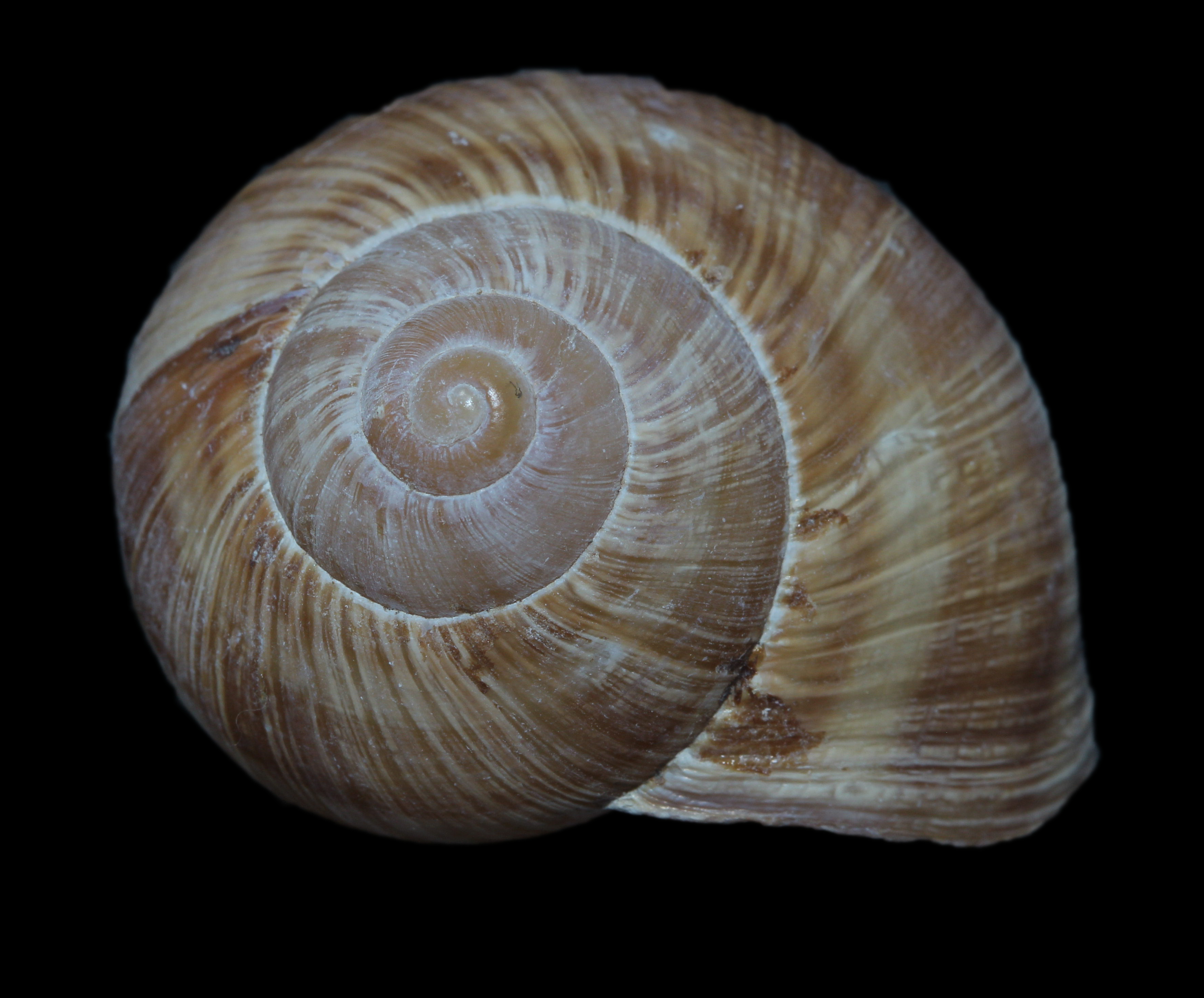 File Coquille D Escargot De Bourgogne Tres Grosses De La Bovida Jpg Wikimedia Commons