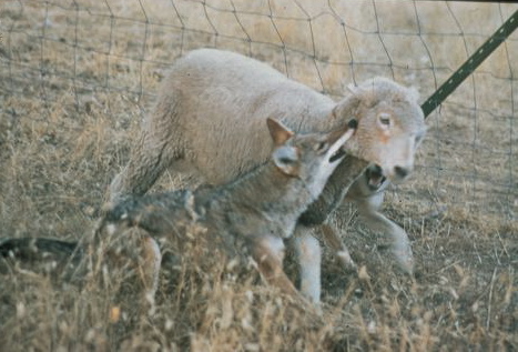 wolf attacking sheep