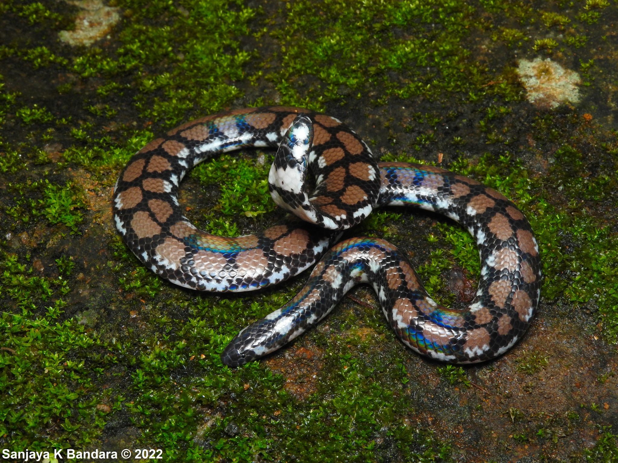 Smooth earth snake - Wikipedia
