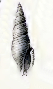 <i>Daphnella cecille</i> Species of gastropod