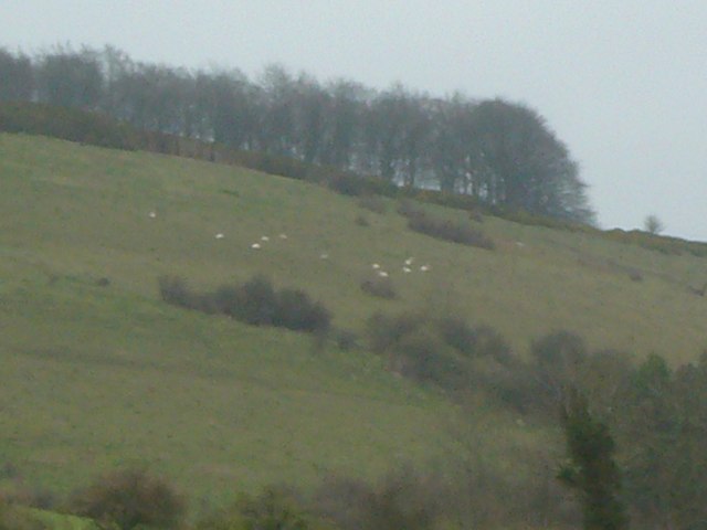 File:Downland Sheep - geograph.org.uk - 369219.jpg