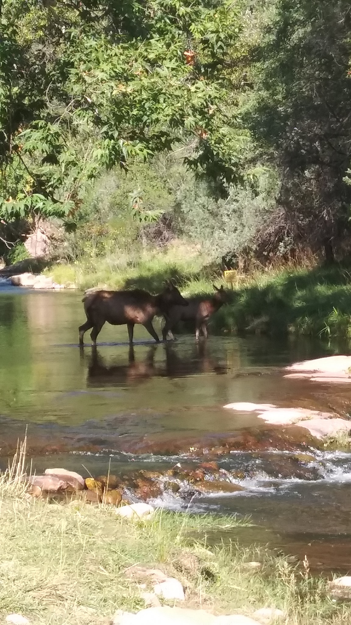 File:Elk in East Verde River.jpg - Wikimedia Commons