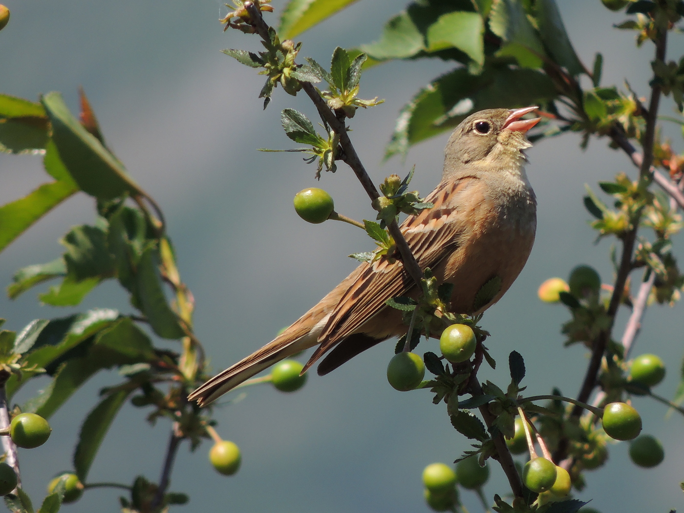 Медоуказчики. Медоуказчик птица фото. Emberiza Rustica. Медовед птица Африки.