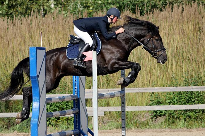 File:Finnhorse jumping.jpg