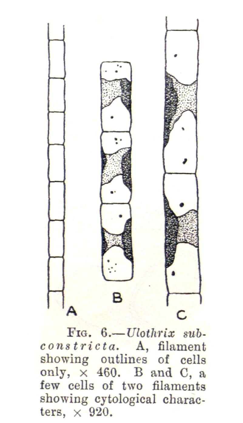 Ulothrix, simple filaments with girdle-shaped chloroplasts w.m. -  Instruments Direct