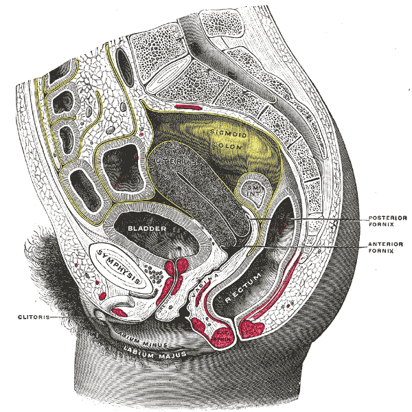 posterior cervical fornix