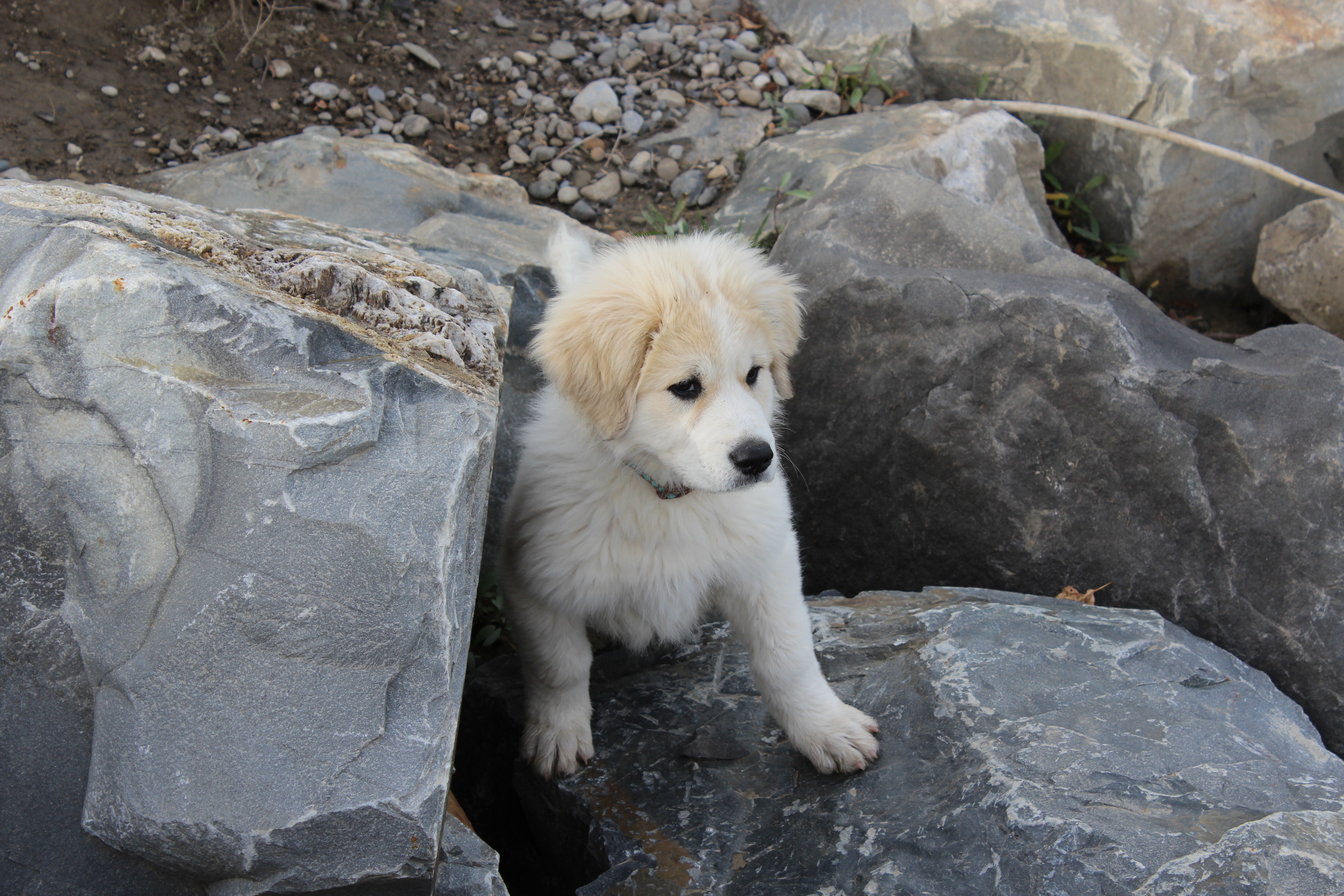 Great Pyrenees Wiki