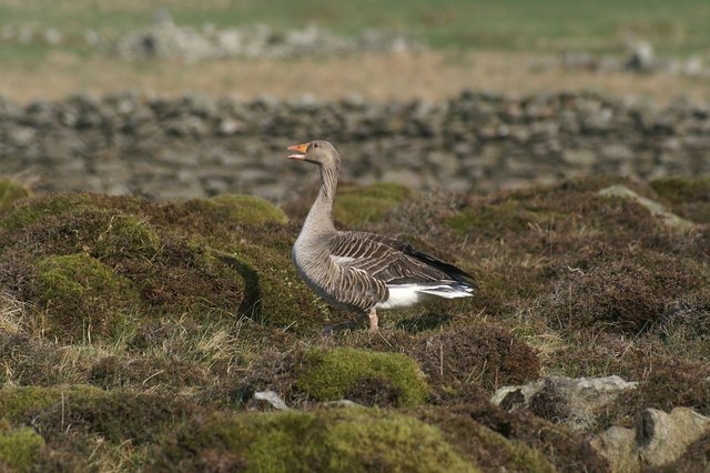 File:Greylag Goose - geograph.org.uk - 424316.jpg