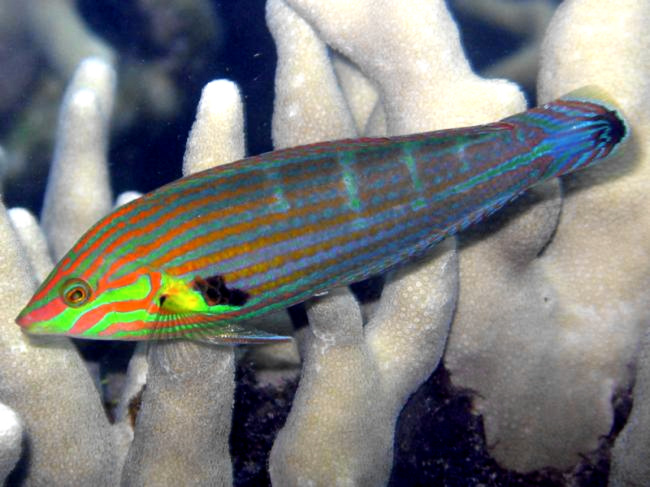Melanurus wrasses are gorgeous, even with understated colors