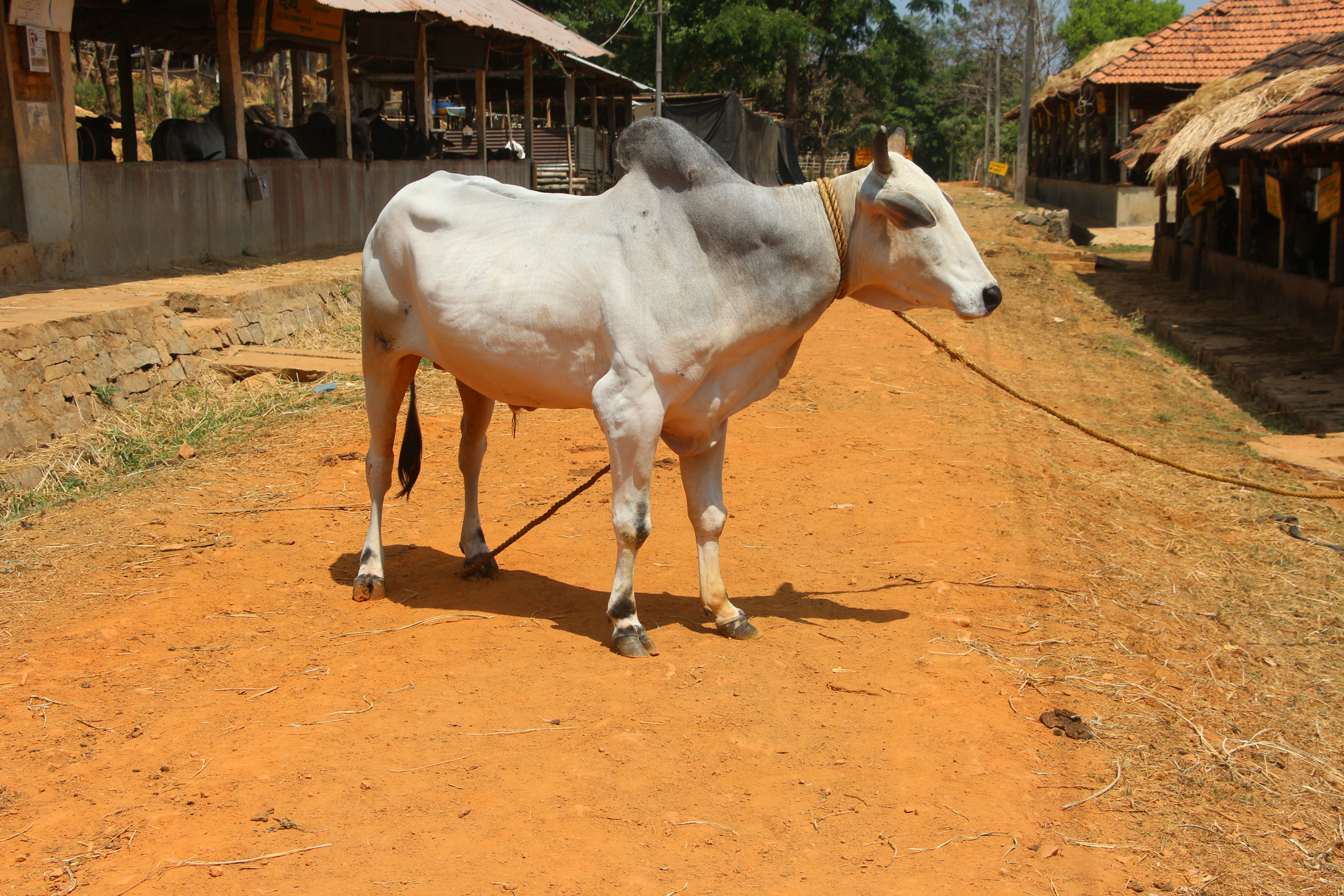 Hariana cattle - Wikipedia