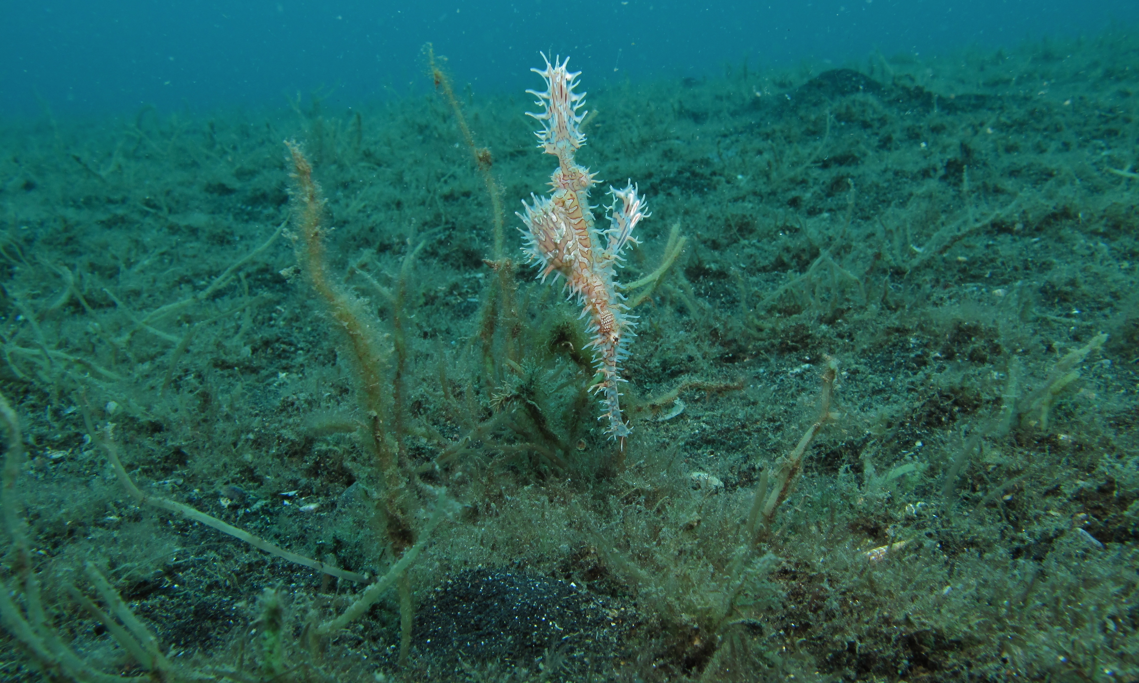 Harlequin Ghost Pipefish (Solenostomus paradoxus) (6062526710).jpg