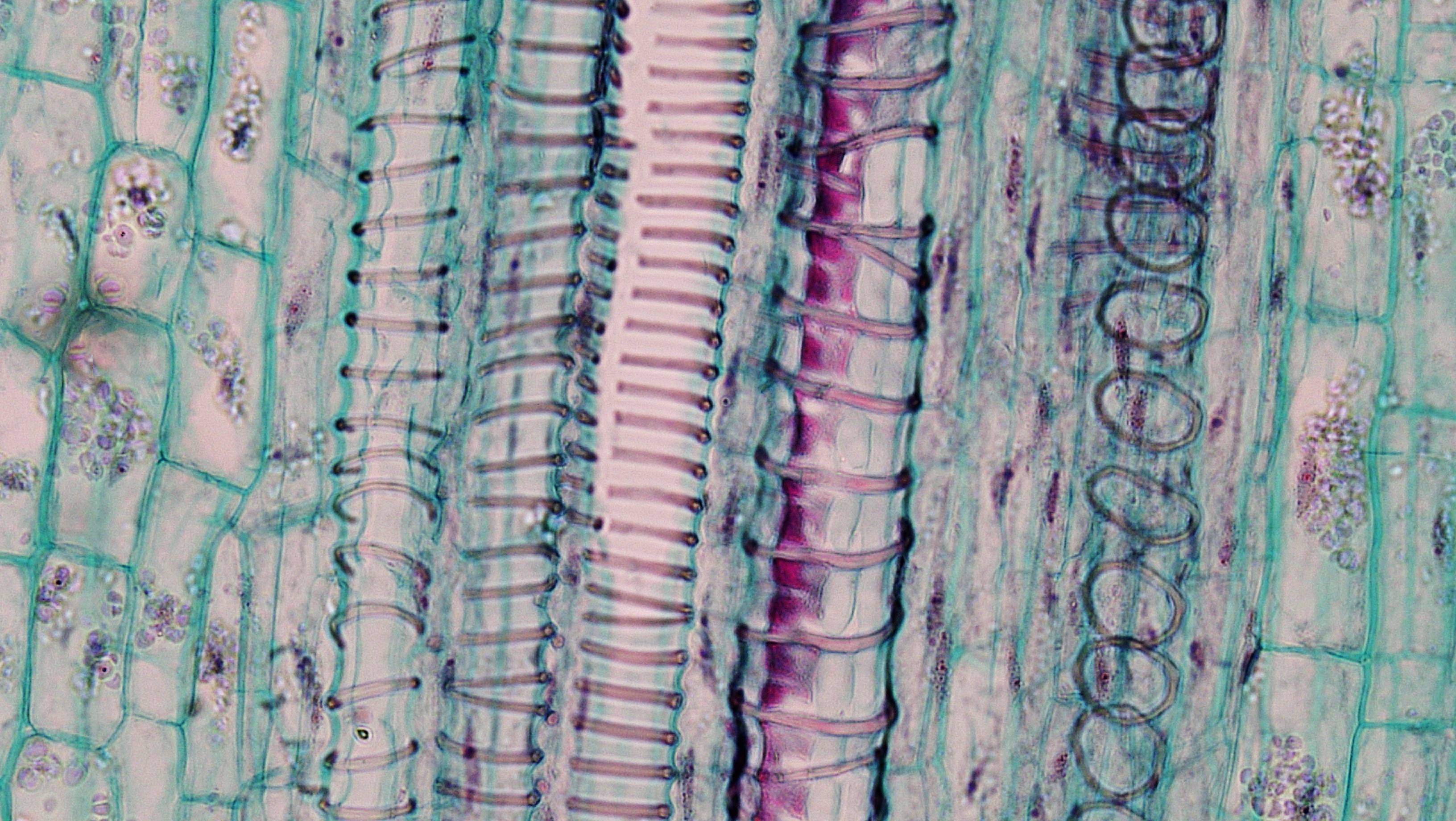 проводящие ткани растений картинки