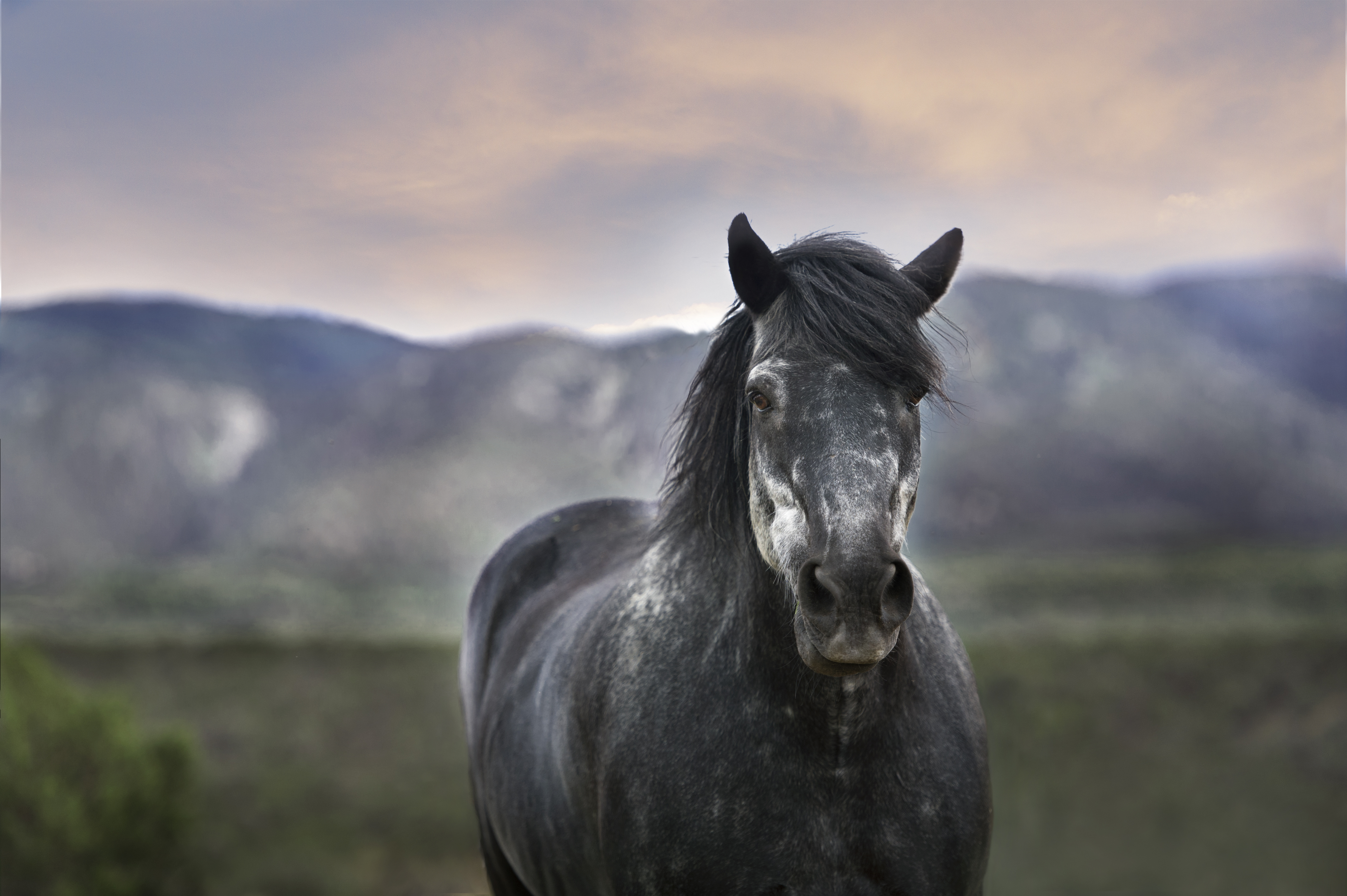 Soñar montado en un caballo