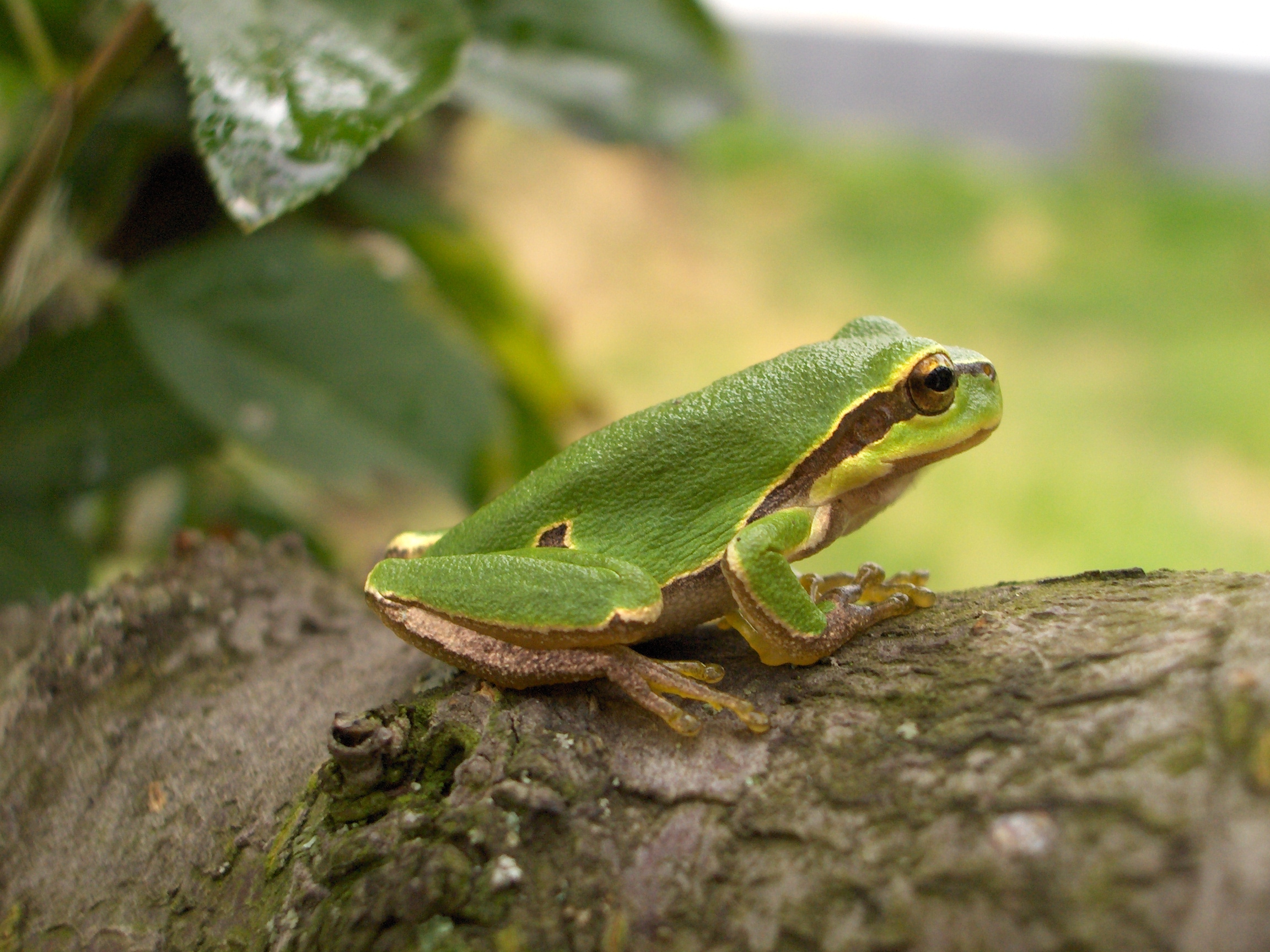 Hyla_arborea_hun.jpg (2304×1728)