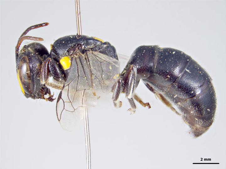 File:Hylaeus chrysaspis f.jpg