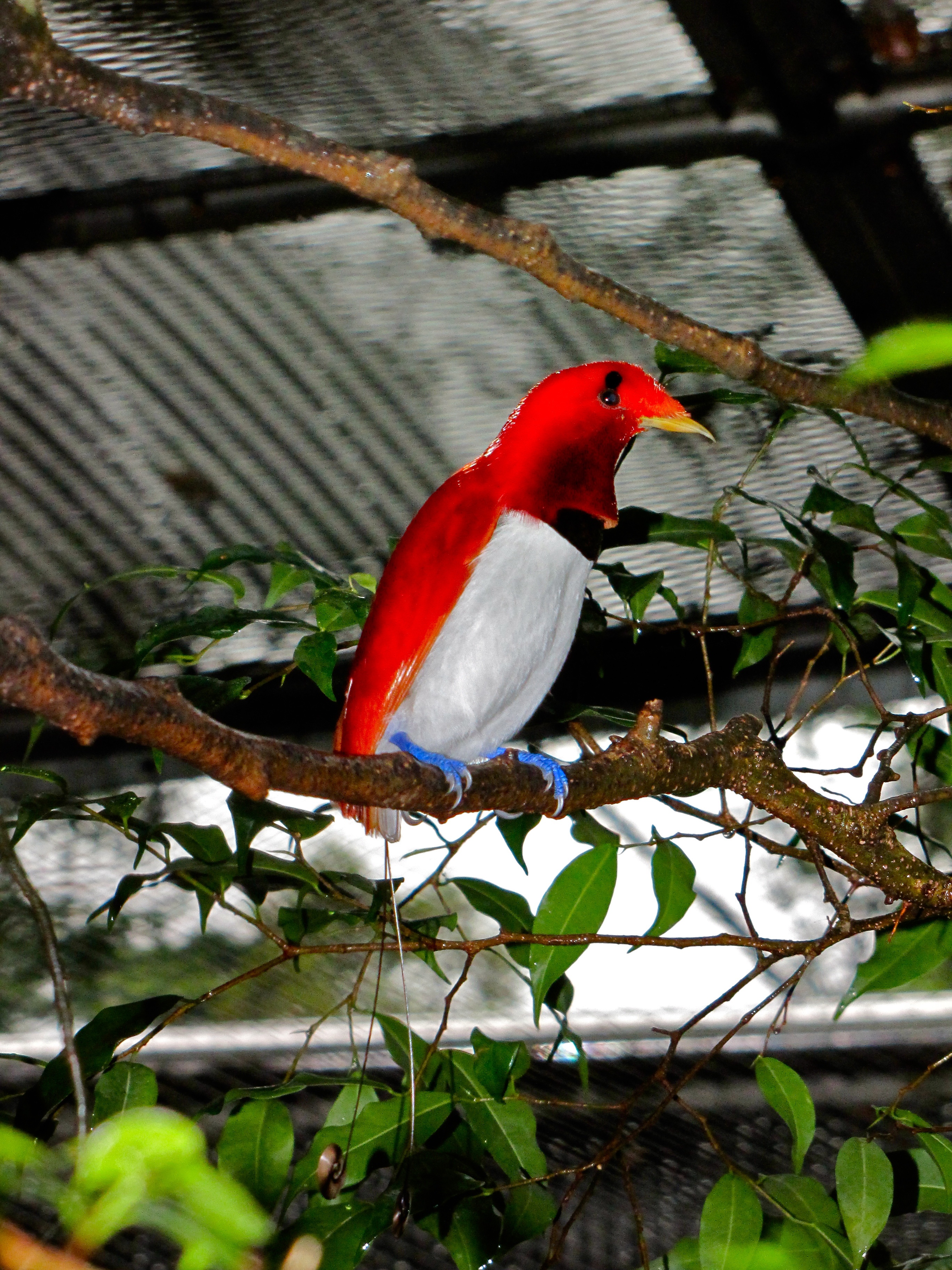 King Bird-of paradise Cicinnurus regius (7116209683).jpg