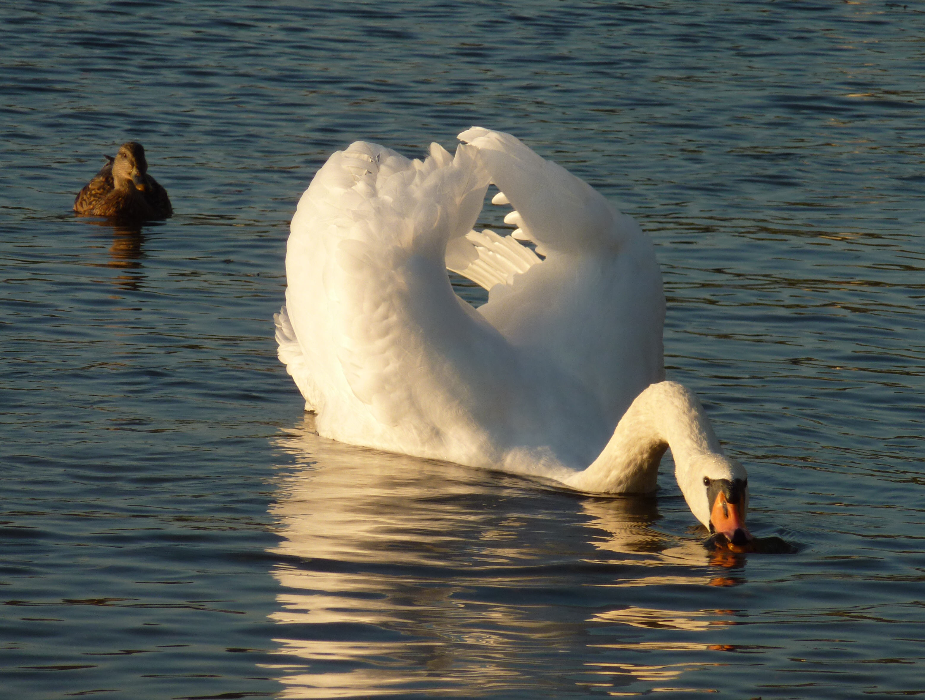 Легкая и плавная форма туловища лебедя: Красота водоплавающей птицы в кадре