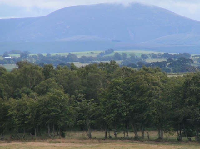 File:Line of trees - geograph.org.uk - 523071.jpg