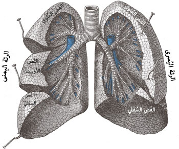 File:Lungs open-ar.jpg