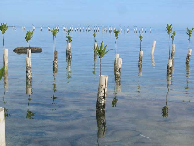 File:Mangrove growth-isla de ratones PR.jpg