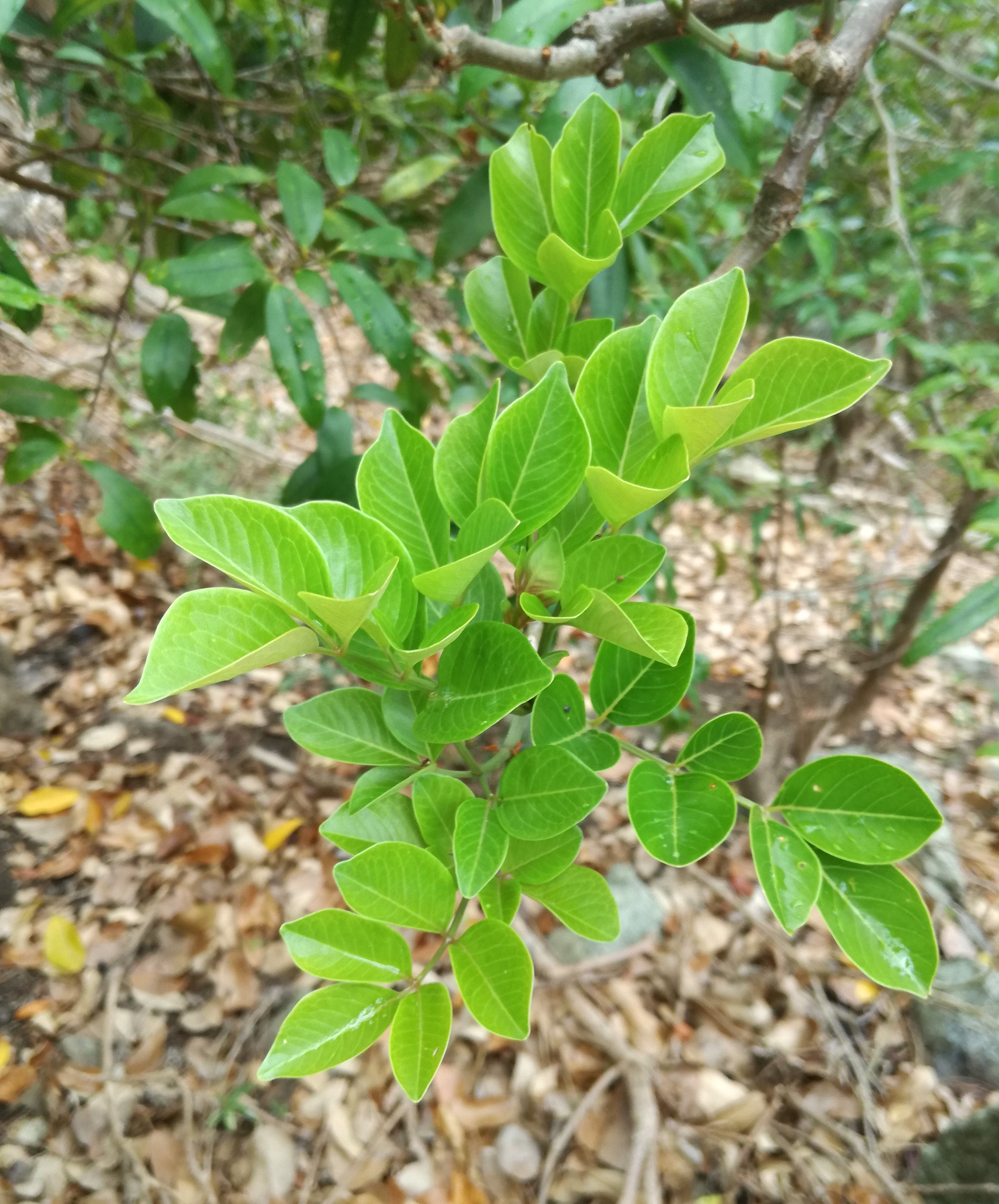 7 leaves. Newton Hoang 7 leaves.