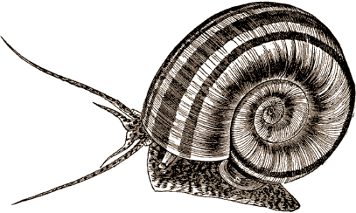 File:Marisacornuarietis-martin.png