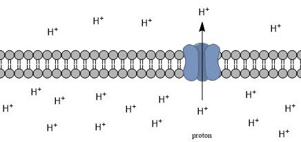 File:Membrane pH gradient.jpg