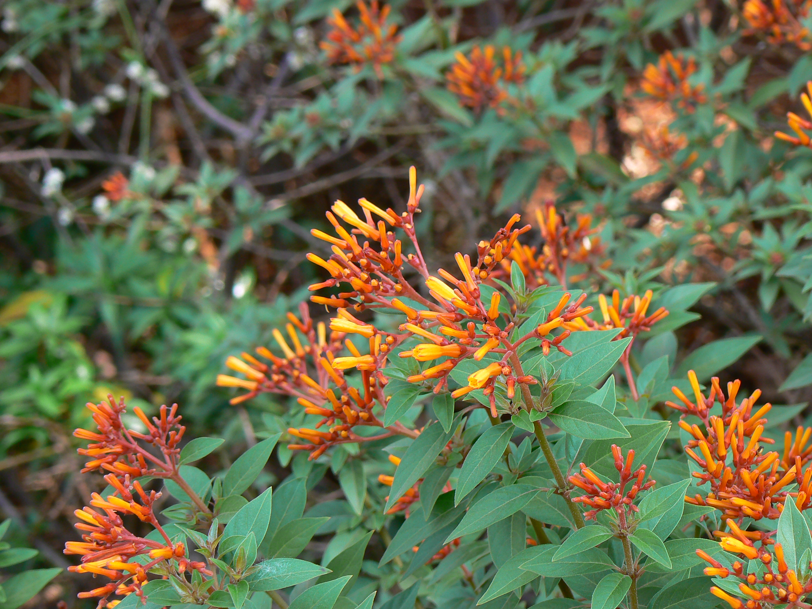 Scarletbush. Хамелия Огненный куст. Perennial Аризона. Fire Bush цветок. Аризонка растения.