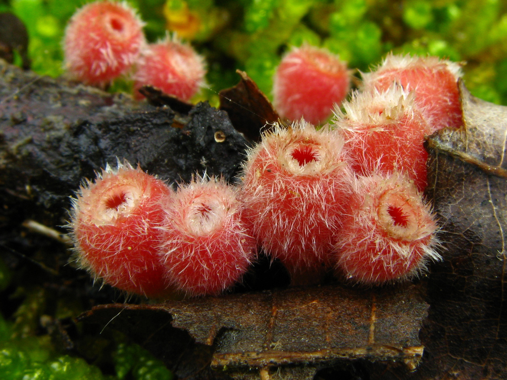 Microstoma (fungus)