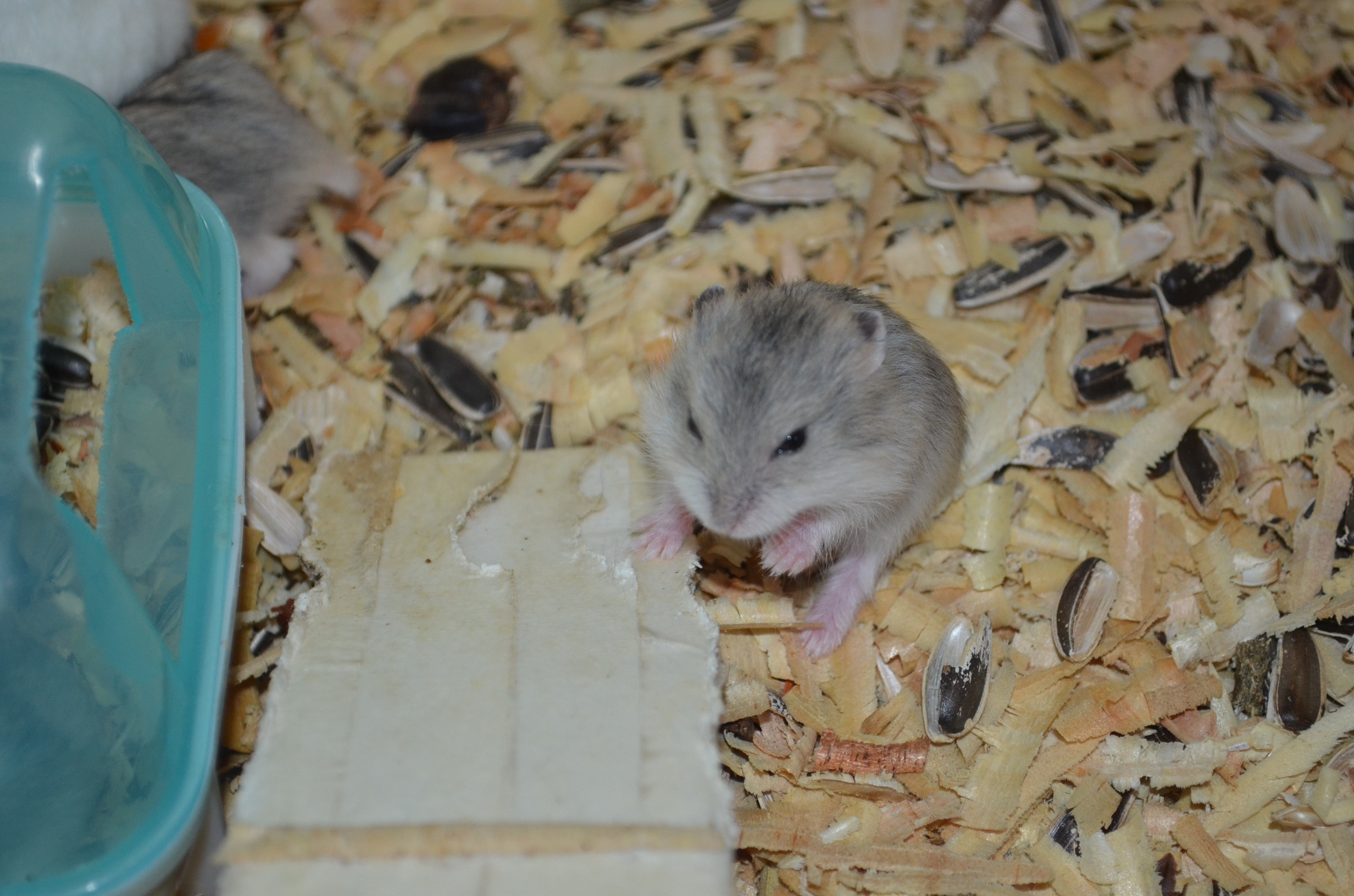 baby winter white hamster