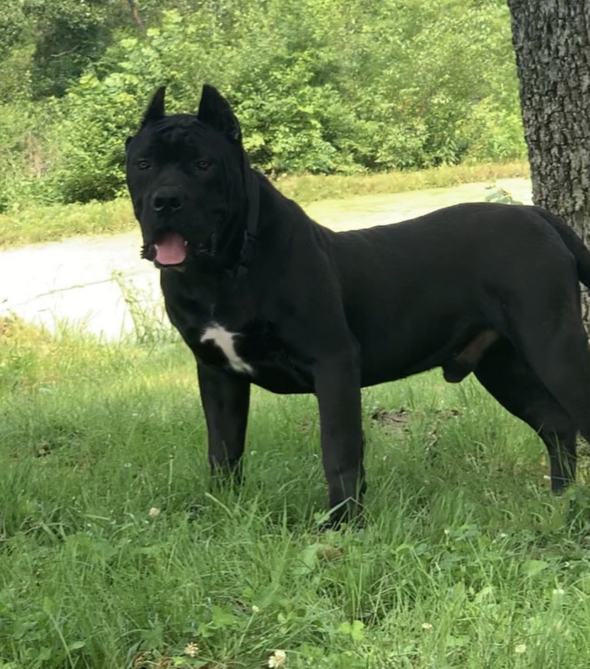 File:North American Mastiff Black.jpg 