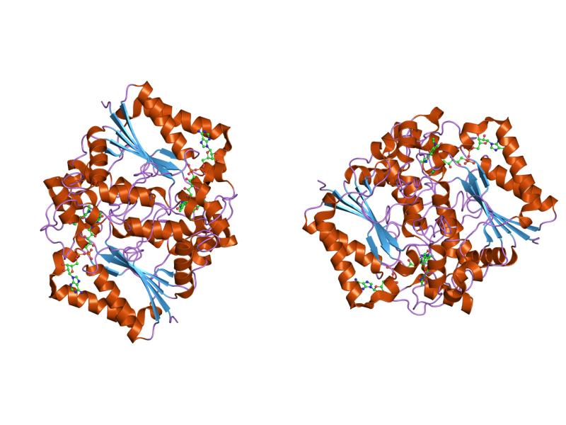 File:PDB 1h66 EBI.jpg