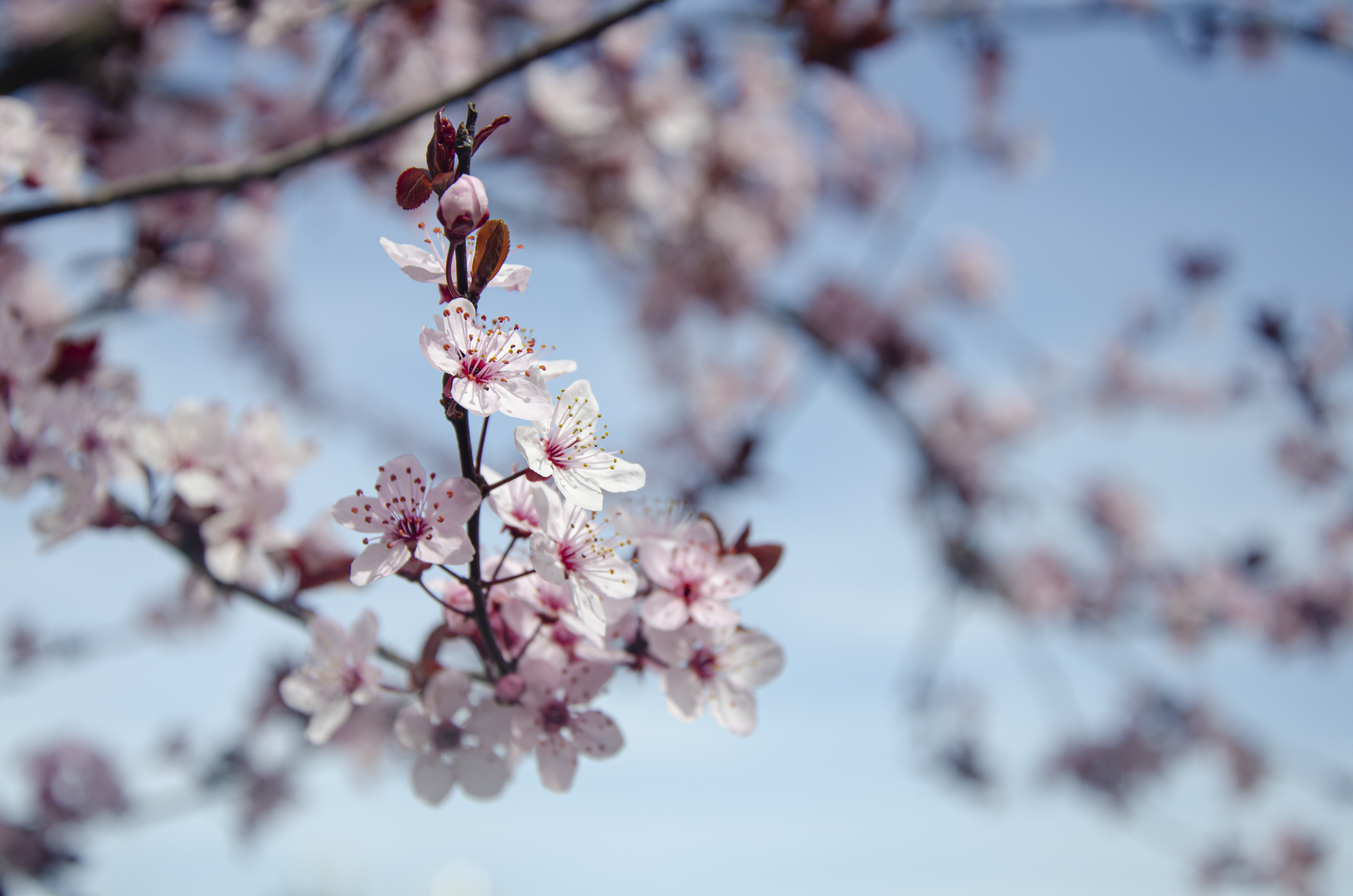 Plum blossom