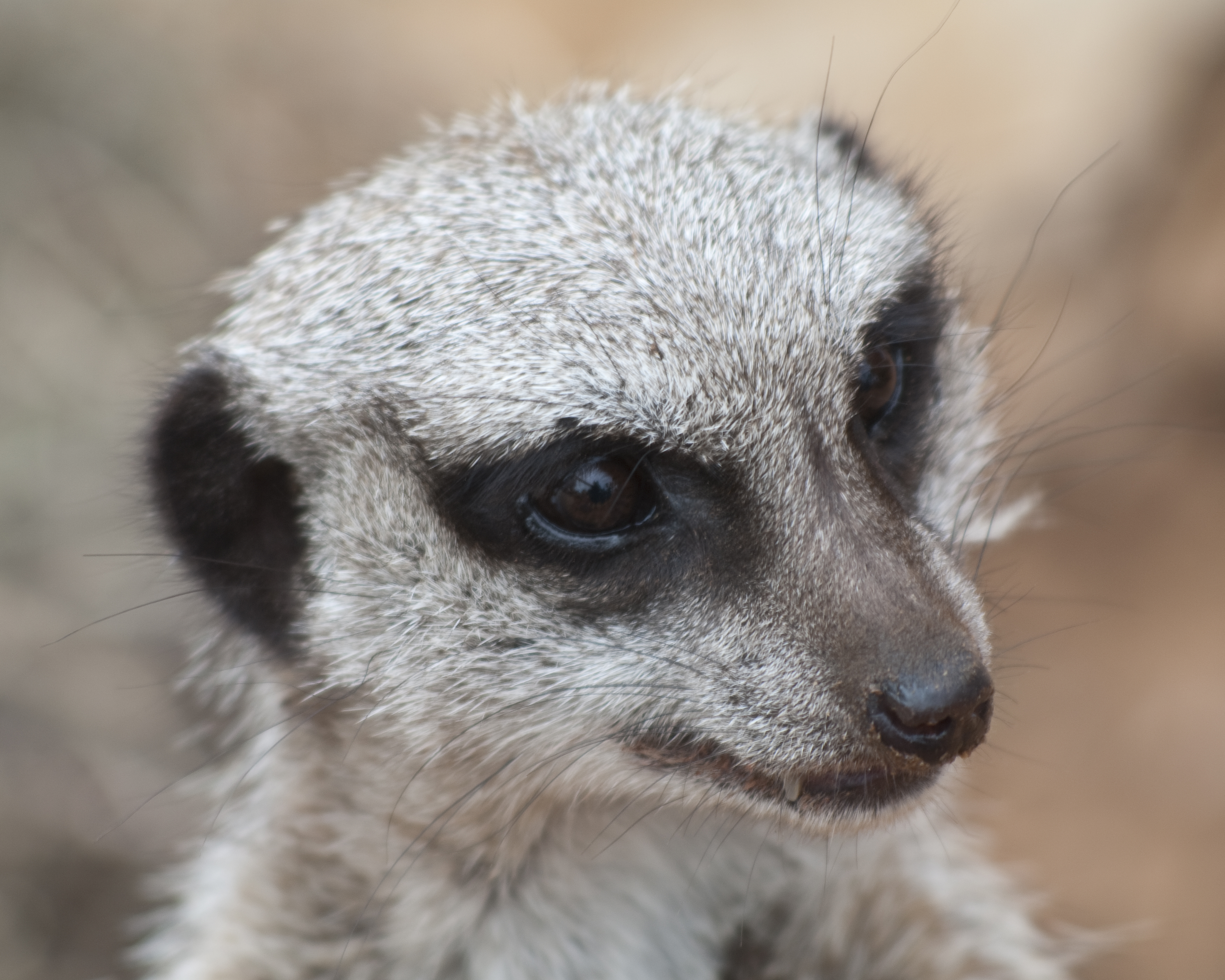 Portrait of a Meerkat.jpg