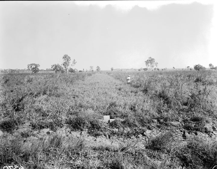 File:Queensland State Archives 1817 Irrigated pasture experiment Regional Experiment Station Ayr November 1955.png