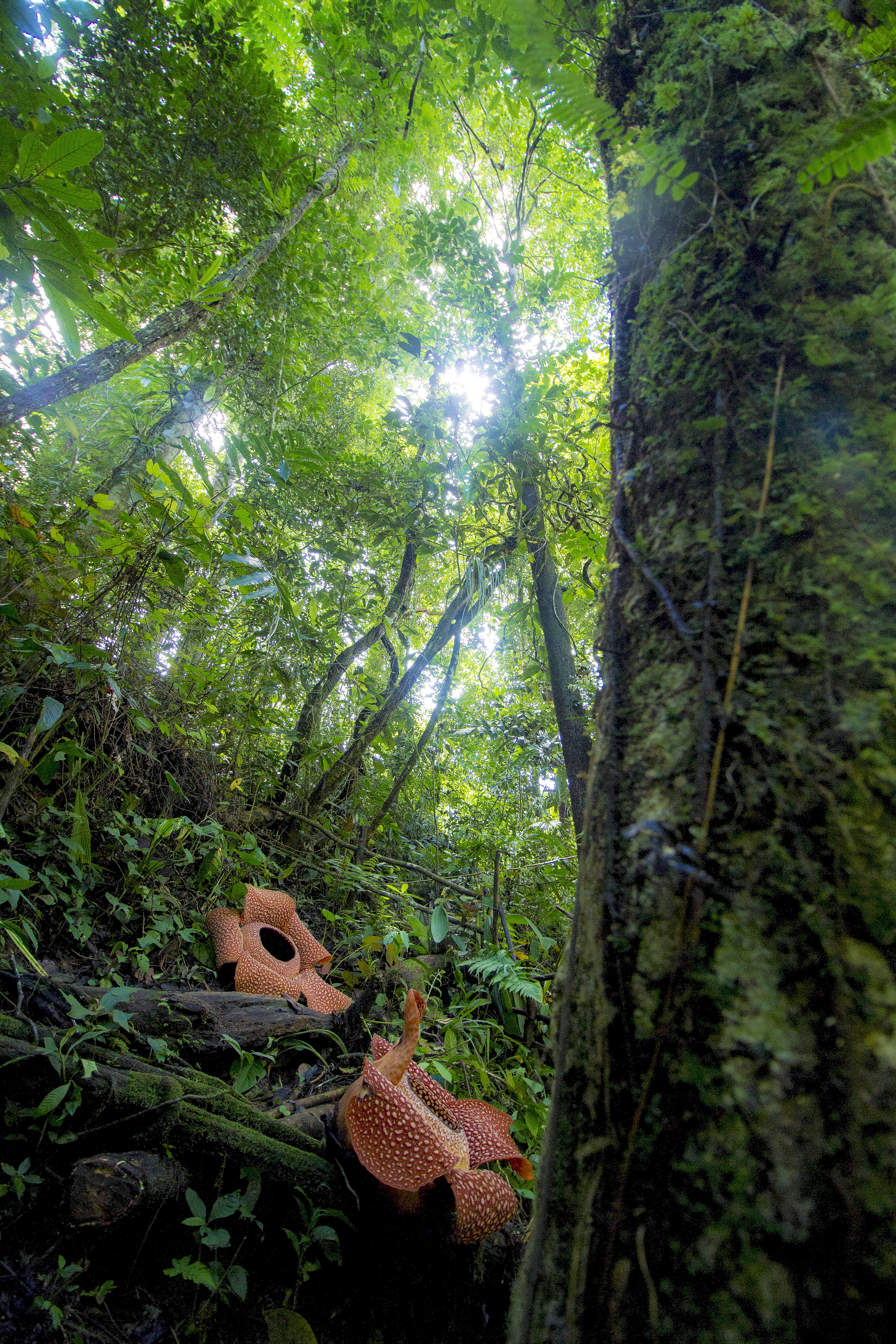 Rafflesia arnoldii Bengkulu 04