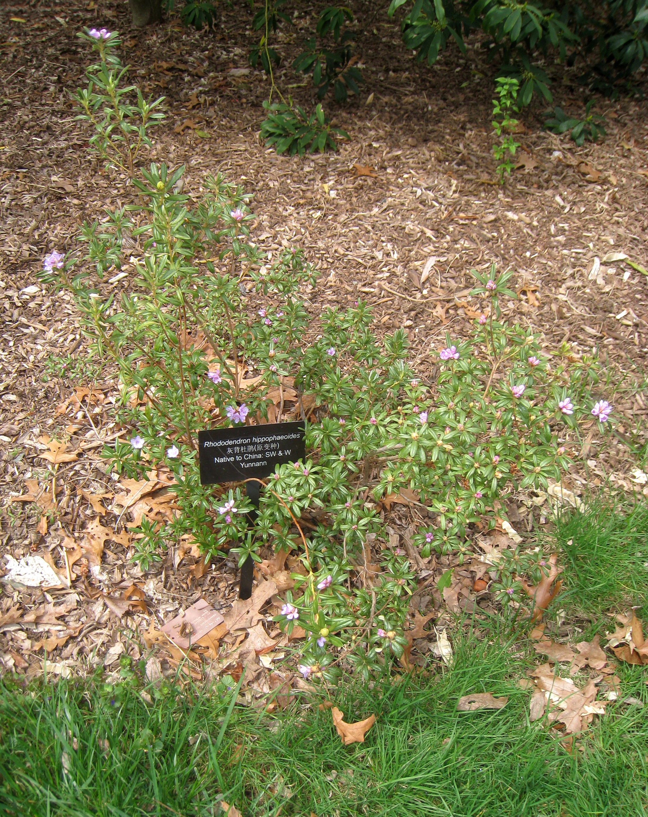 File Rhododendron Hippophaeoides Arnold Arboretum Img 6003 Jpg