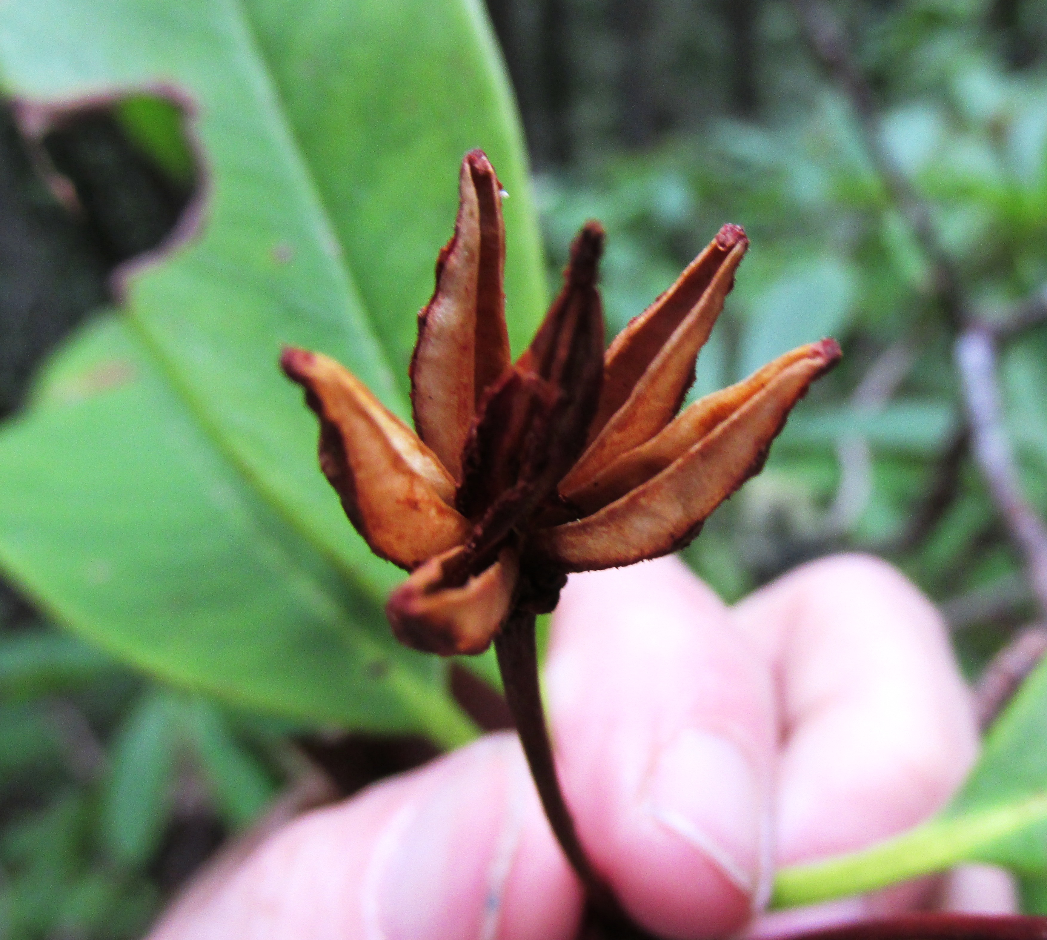 Rhododendrum Seed Capsule