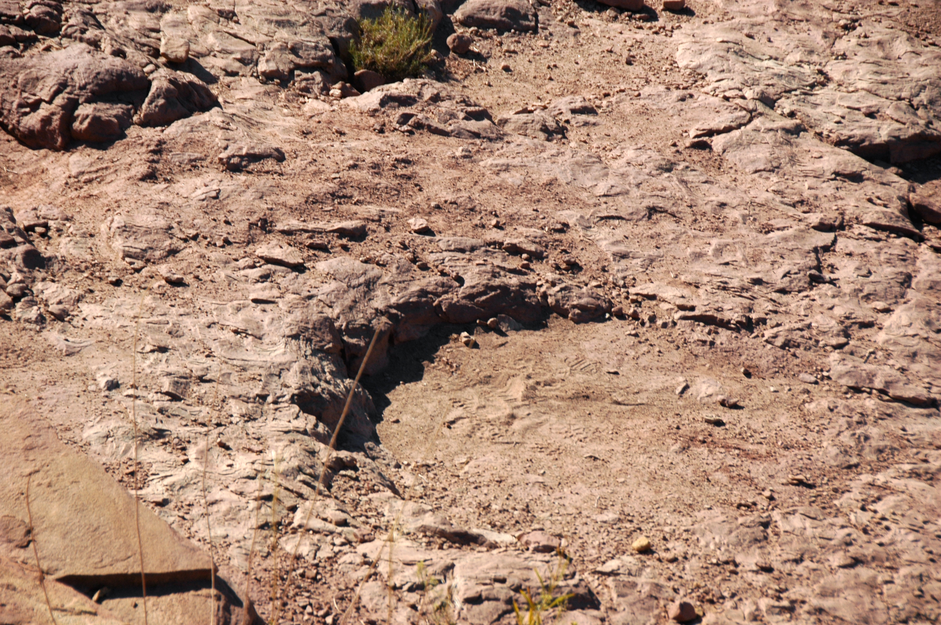 File:Dinosaur track.jpg - Wikimedia Commons