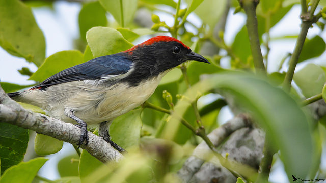 File:Scarlet-backed flowerpecker Gosaba Sundarban 0003.jpg