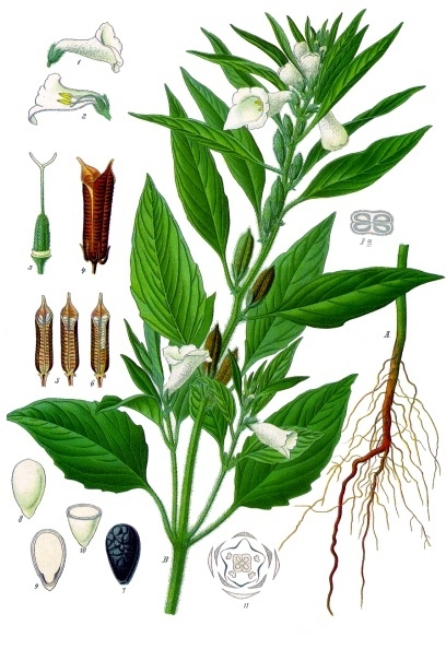 image of sesame seeds