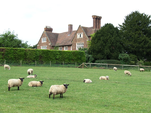 File:Sheep Grazing by Ewdness House, Shropshire - geograph.org.uk - 427768.jpg