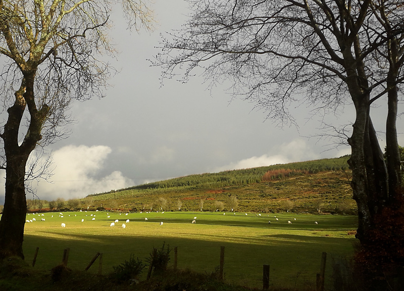 File:Sheep in Sunshine (geograph 6002001).jpg