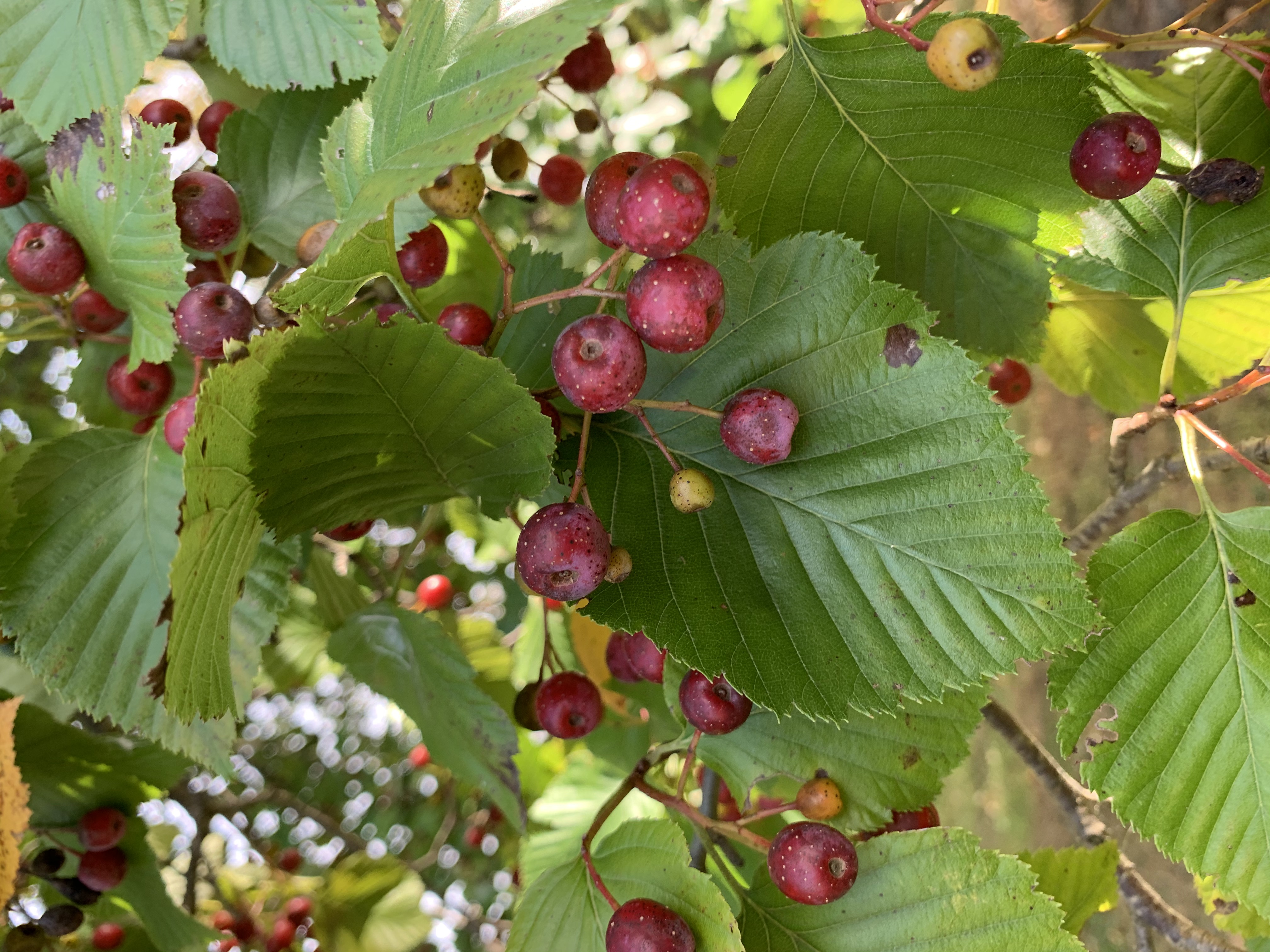 Sorbus alnifolia