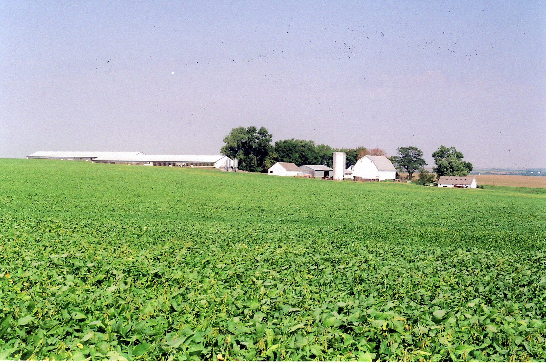 Ферма 2023. Soybean field. Soybean cultivation. Soybean Harvest period. Soybeans are grown primarily in the Midwest фото полей.